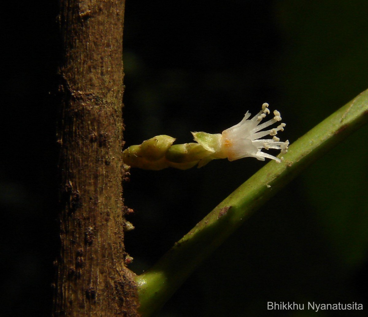 Agrostistachys indica Dalzell